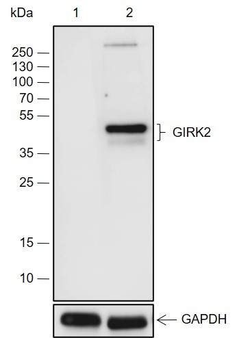 Recombinant GIRK2 Monoclonal Antibody-searchlist-1