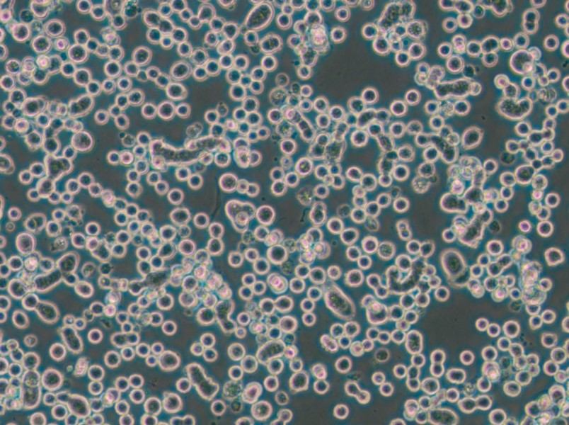 MDA-MB-134-VI (DMEM) Cell Complete Medium - small - 4