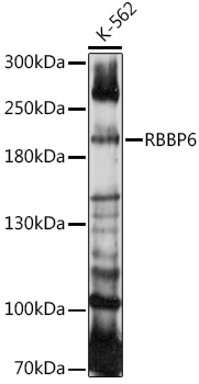 Western blot analysis of extracts of K-562 cells using RBBP6 Polyclonal Antibody at 1:1000 dilution.