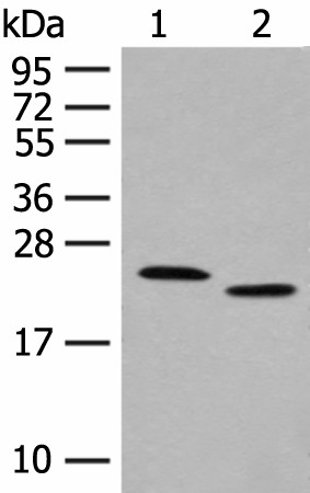 Western blot analysis of Human fat tissue and A375 cell lysates  using FAM213A Polyclonal Antibody at dilution of 1:400