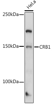 Western blot analysis of extracts of HeLa cells using CRB1 Polyclonal Antibody at 1:1000 dilution.