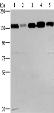 Western Blot analysis of 293T, hela, PC3, lovo and A172 cell using CEP97 Polyclonal Antibody at dilution of 1:500