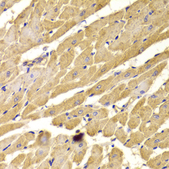 Immunohistochemistry of paraffin-embedded Rat heart using PEX5 Polyclonal Antibody at dilution of 1:100 (40x lens).