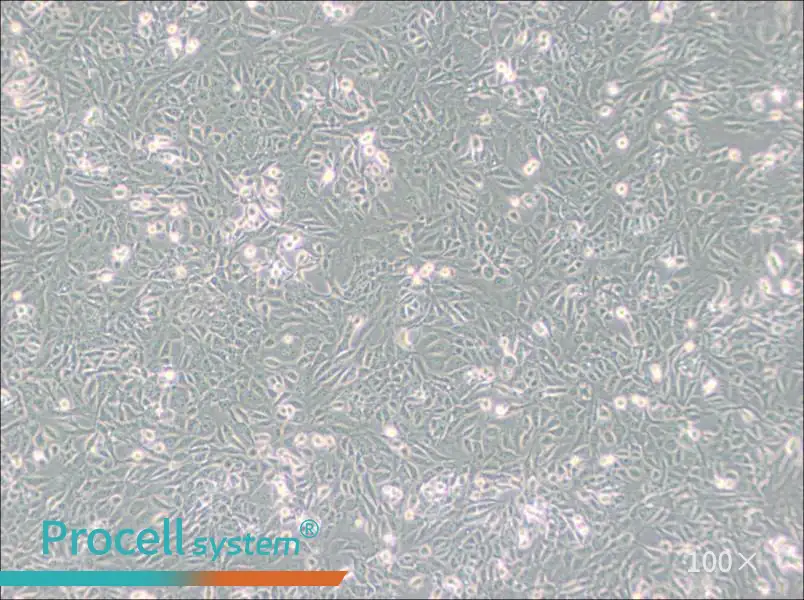 SV40 MES 13 Cell Complete MediumSV40 MES 13 Cell Complete Medium - 3