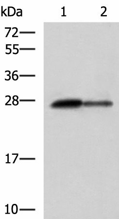 Western blot analysis of Rat pancreas tissue and Mouse pancreas tissue lysates  using CTRB1 Polyclonal Antibody at dilution of 1:1000