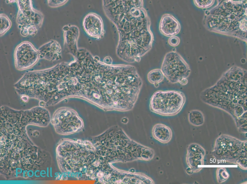 NCI-H1781 - 6
