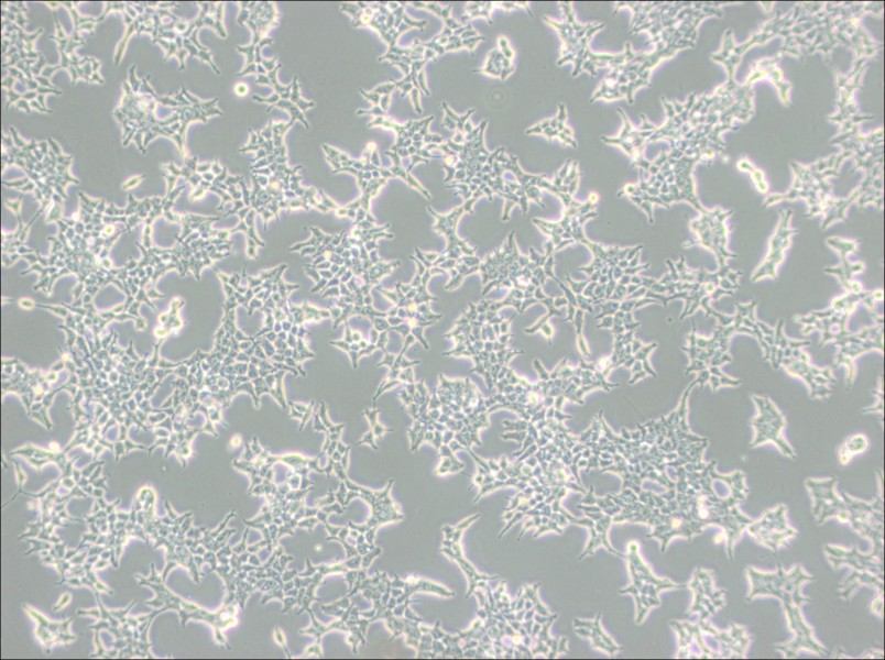 293T/17 Cell Complete Medium - 3