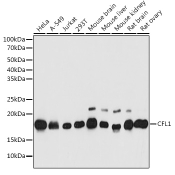 Western blot analysis of extracts of various cell lines using CFL1 Polyclonal Antibody at 1:1000 dilution.