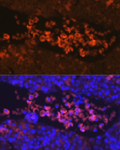 Immunofluorescence analysis of Mouse fetal using EPOR Polyclonal Antibody at dilution of 1:100. Blue: DAPI for nuclear staining.