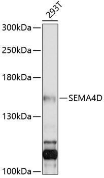 Western blot analysis of extracts of 293T cells using SEMA4D Polyclonal Antibody at 1:1000 dilution.