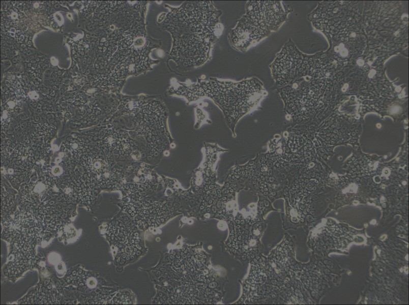 SW1417 Cell Complete Medium-searchlist-1