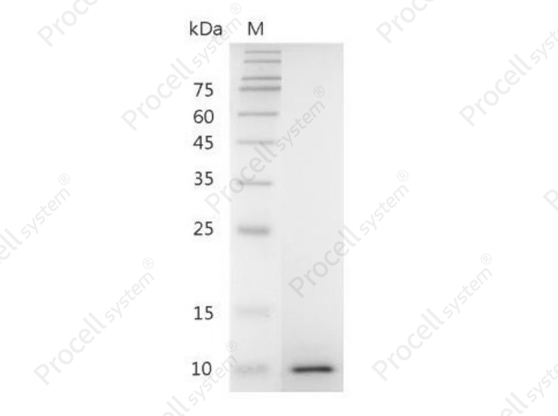 IGF-II, Mouse, Recombinant