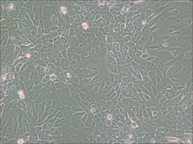 MCF 10A Cell Complete Medium - small - 5