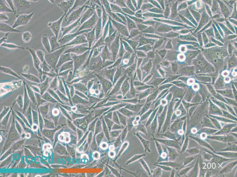 PC-3-GFP Cell Complete Medium - small - 7