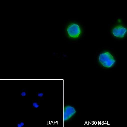 Recombinant CD62L Monoclonal Antibody - small - 4