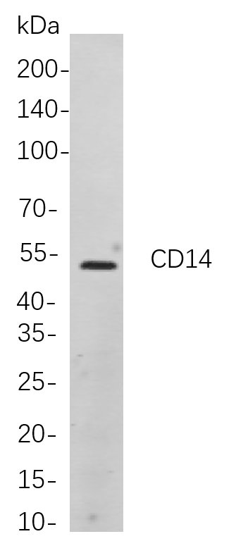 Recombinant CD14 Monoclonal Antibody-searchlist-1