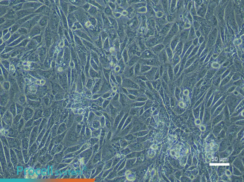 Mouse Corneal Epithelial Cell Complete Medium - 5