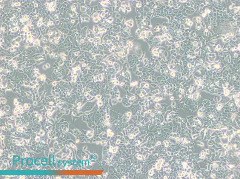 HEC-1-B Cell Complete MediumHEC-1-B Cell Complete Medium - 3