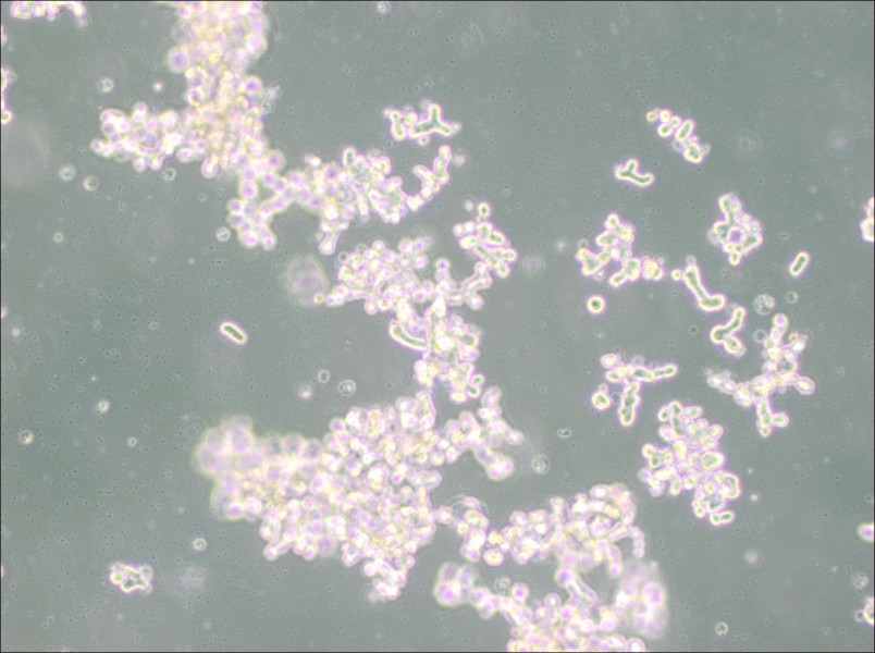 DU4475 Cell Complete MediumDU4475 Cell Complete Medium - 3