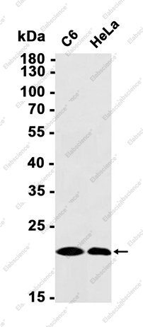 Recombinant CDC42 Monoclonal Antibody - 1