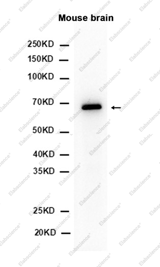 Recombinant PAK3 Monoclonal Antibody - 1