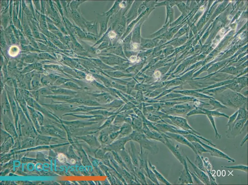 C2C12 Cell Complete Medium - small - 5