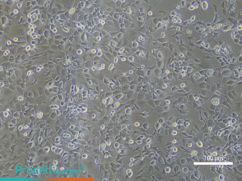Mouse Chondrocyte Complete Medium - 3