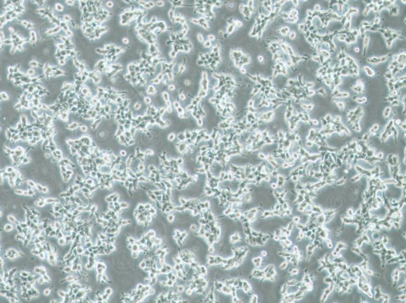 DMS 53 Cell Complete Medium-searchlist-1