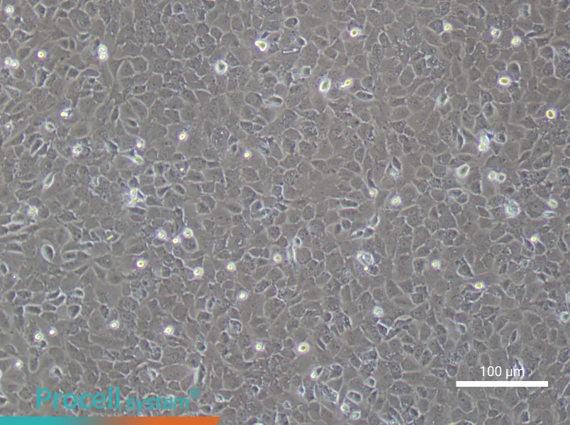 Mouse Osteoblast Cell Complete Medium - 3