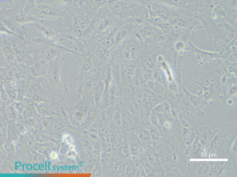 NCI-H2052NCI-H2052 - 4