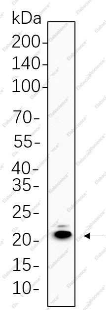 Recombinant MYL9 Monoclonal Antibody - 1