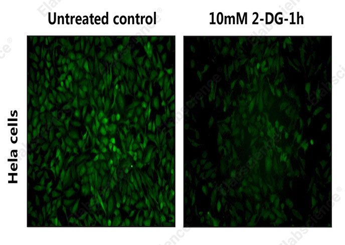 2-NBDG Glucose Uptake Cell-Based Kit-1