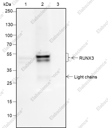Recombinant RUNX3 Monoclonal Antibody - 2