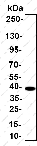 Recombinant PCBP2 Monoclonal Antibody - 4