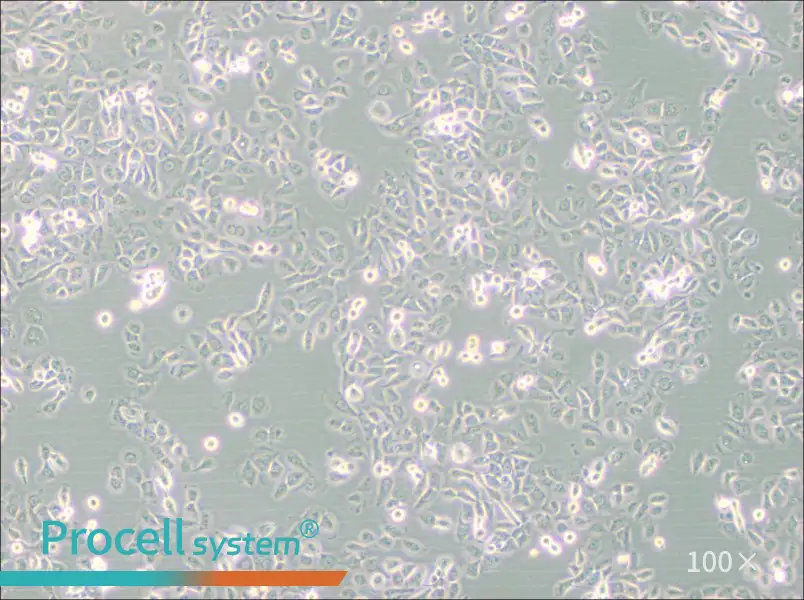SUM149PT Cell Complete MediumSUM149PT Cell Complete Medium - 3