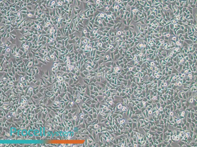 Hela 229 Cell Complete Medium - 3