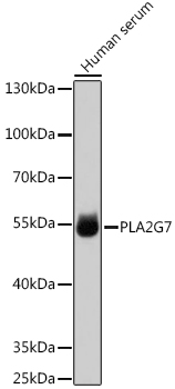 Western blot analysis of extracts of Human serum using PLA2G7 Polyclonal Antibody at 1:1000 dilution.