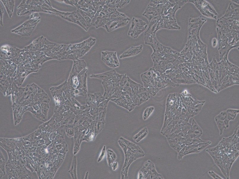 Li-7 Cell Complete Medium - 3