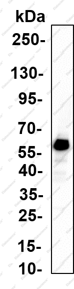 Recombinant Sox-17 Monoclonal Antibody - 1