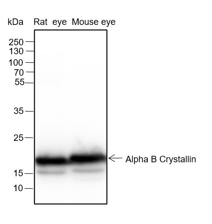 Recombinant Alpha B Crystallin Monoclonal Antibody-searchlist-1