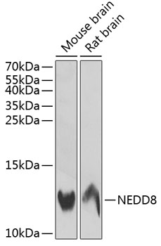 Western blot analysis of extracts of various cell lines using NEDD8 Polyclonal Antibody at dilution of 1:1000.