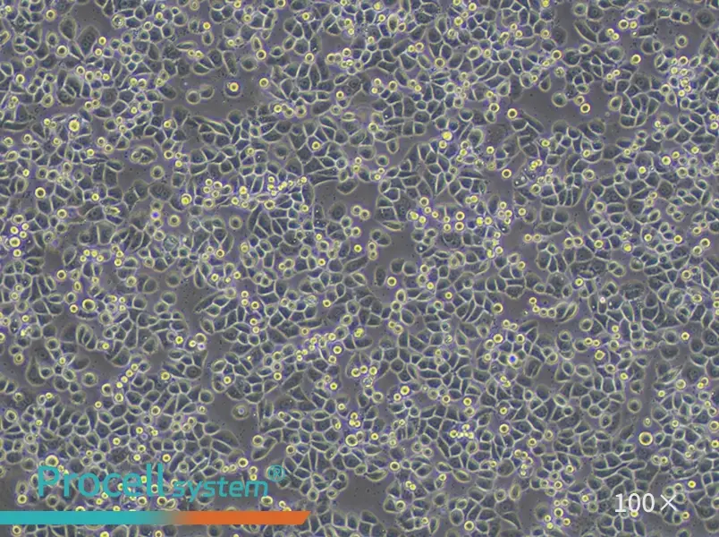 MDA-MB-468 (DMEM) Cell Complete Medium - 2