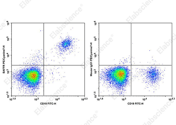 PE/Cyanine7 Anti-Human BAFFR Antibody[6G10]-searchlist-1