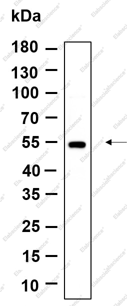 Recombinant Tubulin α (Acetyl Lys40) Monoclonal Antibody - 1