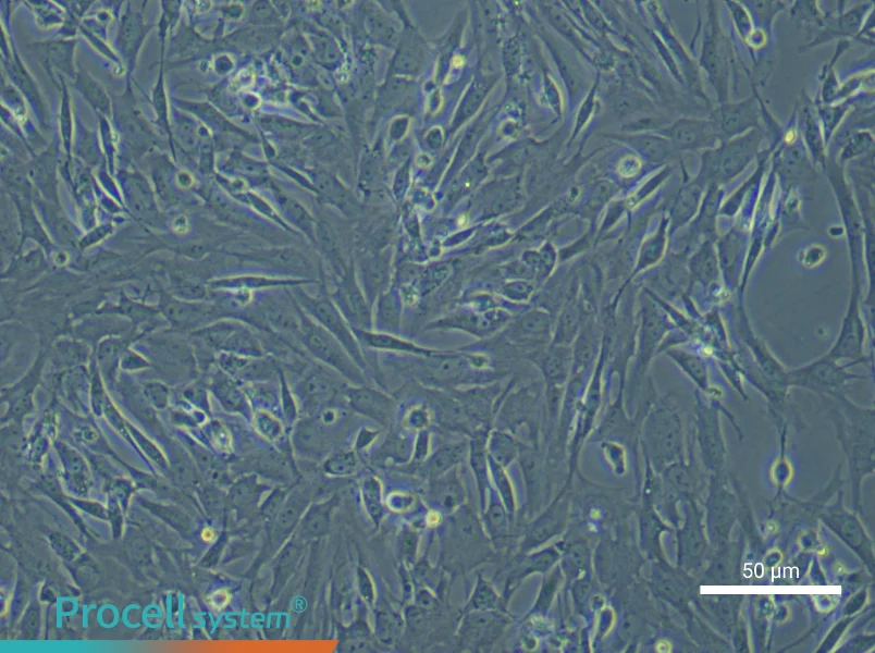 Rat Gingival Fibroblasts - 6