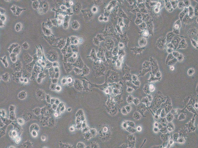 DMS 114 Cell Complete Medium - small - 5