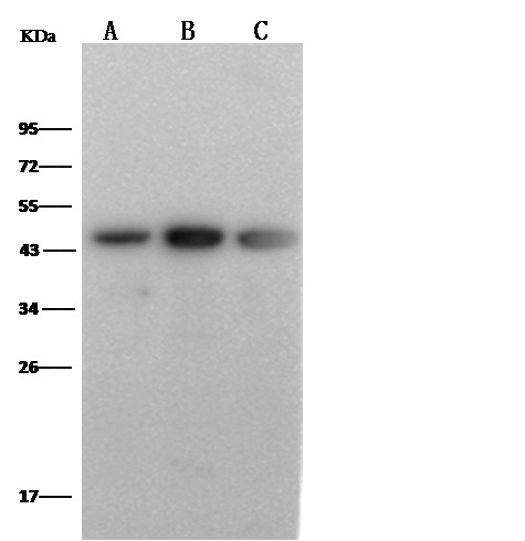PD-L1/B7-H1/CD274 Monoclonal Antibody - small - 2