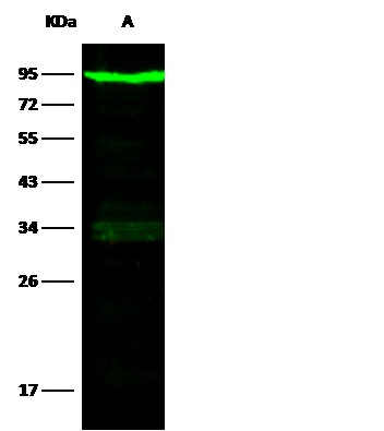 Recombinant Transferrin Receptor/TFRC/CD71 Monoclonal Antibody-searchlist-1