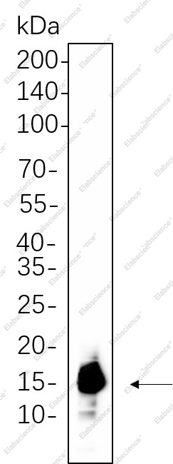 Recombinant Histone H3 (Acetyl Lys9) Monoclonal Antibody - 1
