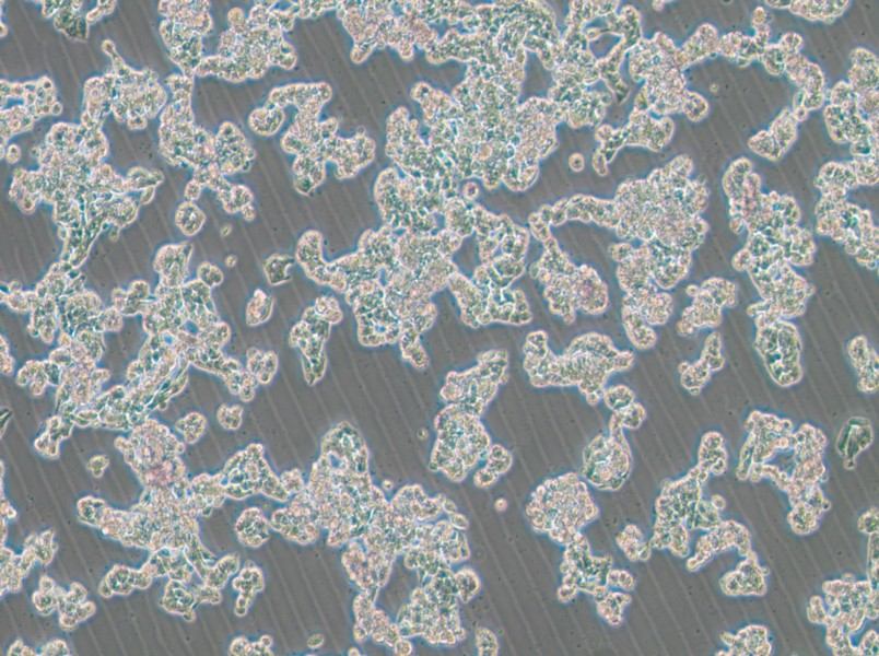 HCC1187 Cell Complete Medium-searchlist-1